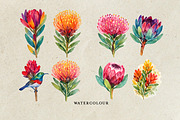 Watercolor Fynbos Flowers, a Decorative Illustration by Karliefie (Thumbnail 2 of 4)