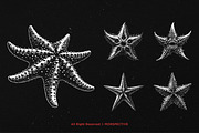 10 Bundle Dark Art Starfish Ocean, an Illustration by Morspective (Thumbnail 5 of 7)