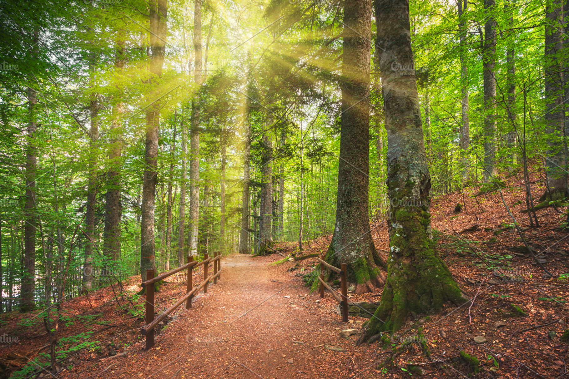 Forest with pathway and sun light, a Nature Photo by Stefano Orazzini