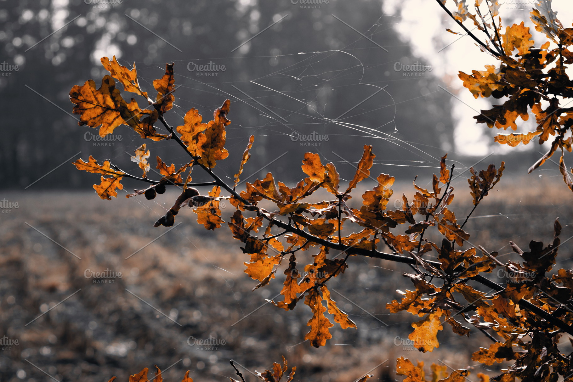 Leaf #14, a Nature Photo by jakub_kopecky
