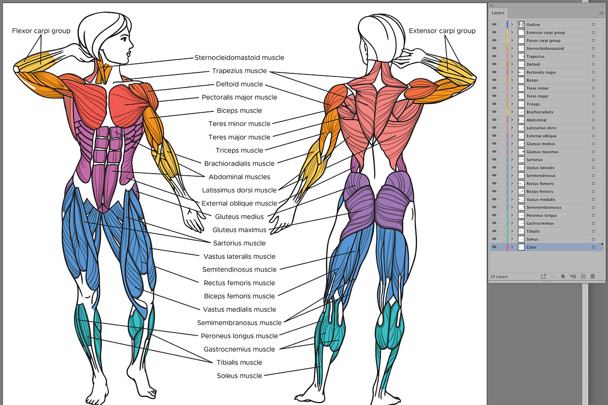 Muscles Of The Human Body, a Graphic by Olga Begak Art & Design