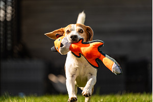 Beagle dog run with toy towards, an Animal Photo by MadPhotos