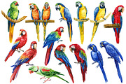 Tropical birds watercolor clipart, an Animal Illustration by Hanna Hryharenka (Thumbnail 4 of 12)