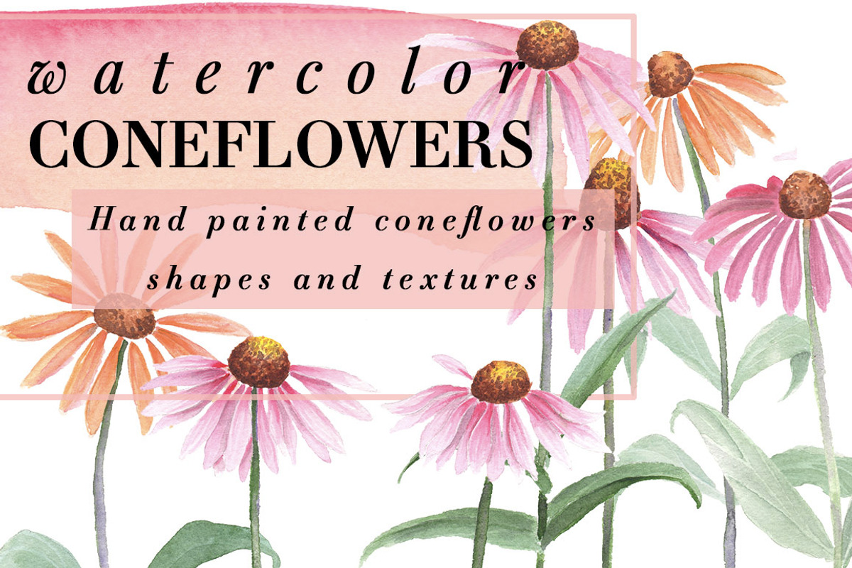 Watercolor Coneflowers Kit, an Illustration by Instinct Design Co (Photo 1 of 2)