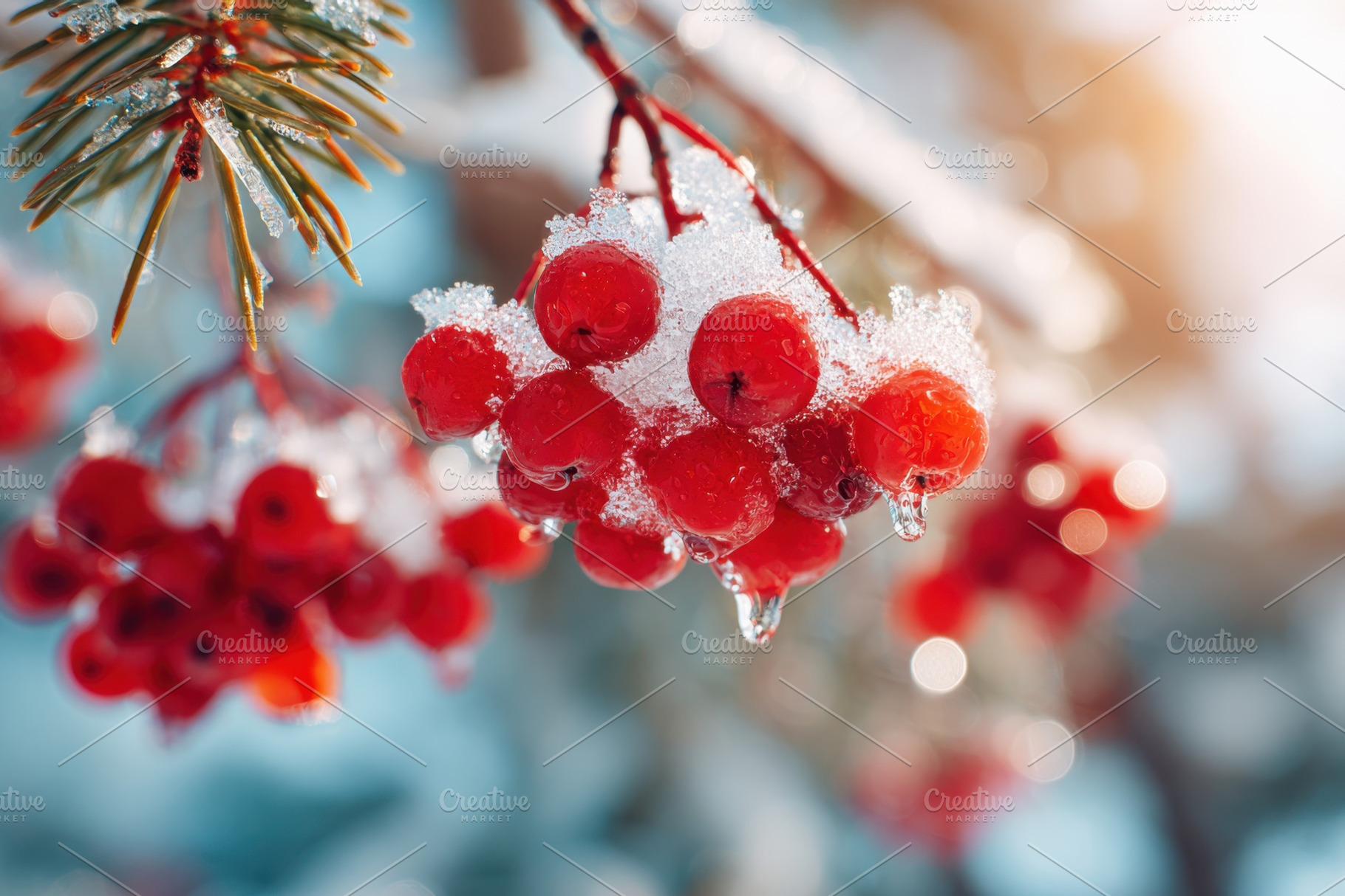 Frosty red berries on pine branch, a Nature Photo by AlyaAnd