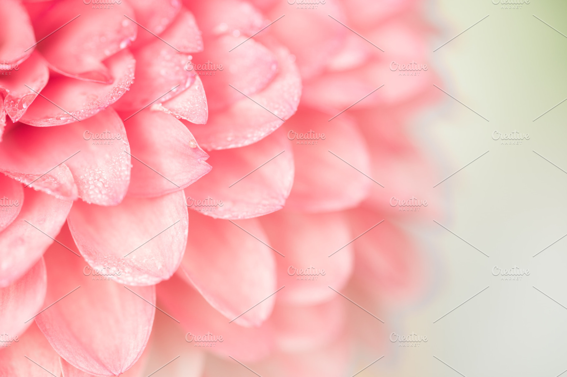 Dew drop on dahlia, an Abstract Photo by Otago Media