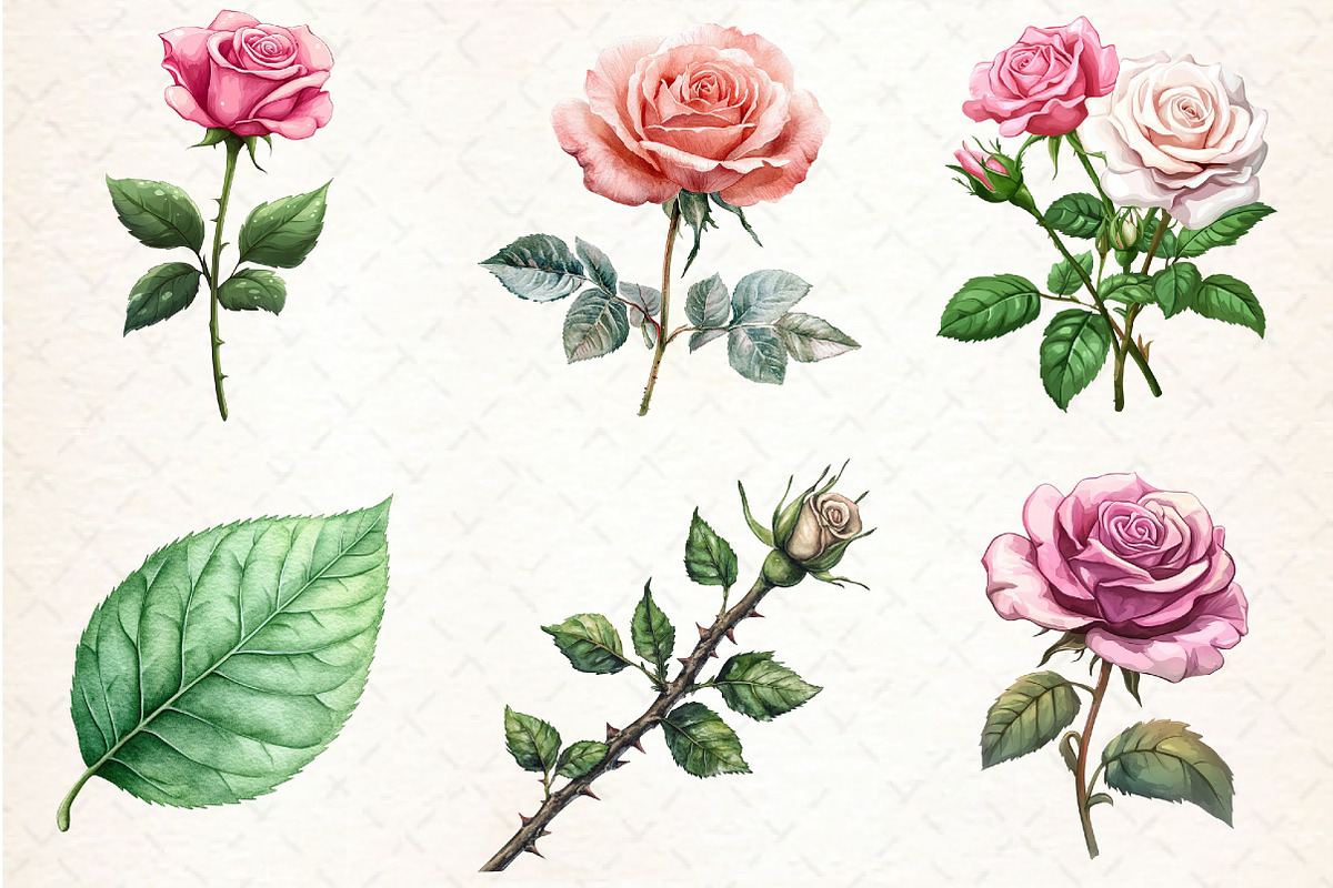 Pink Roses watercolor clipart, an Illustration by Libby Wishes (Photo 3 of 4)