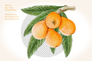 Loquat watercolor clip art, an Illustration by Alena Sid (Thumbnail 3 of 15)