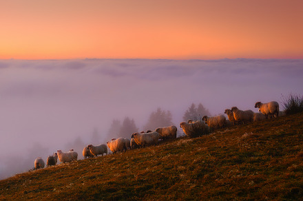 sheep in the mountain, a Nature Photo by mimadeo