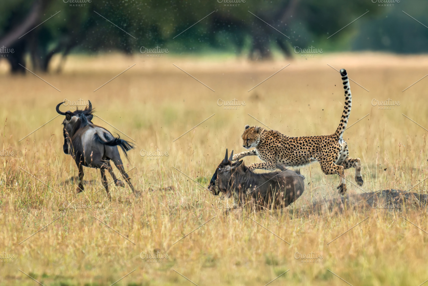 Cheetah hunting wildebeest calf in african savanna, an Animal Photo by Byrdyak