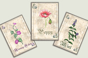 Vintage Style Botanical Cards, an Illustration by Arevka (Thumbnail 3 of 3)