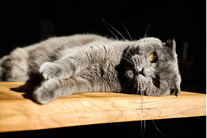 Cat relaxing on wooden table in, an Animal Photo by IlliaBondarPhotography