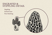 35 Mushrooms & Fungi–Engraved Vector, an Object Graphic by Gonez Studio (Thumbnail 9 of 13)