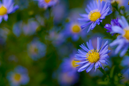 Astra winter flowers sunny day macr featuring nature, flower, and garden, a Nature Photo by oleghz
