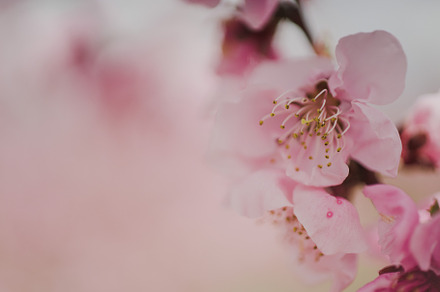 Flowering peach branches containing peach, flower, and blossom