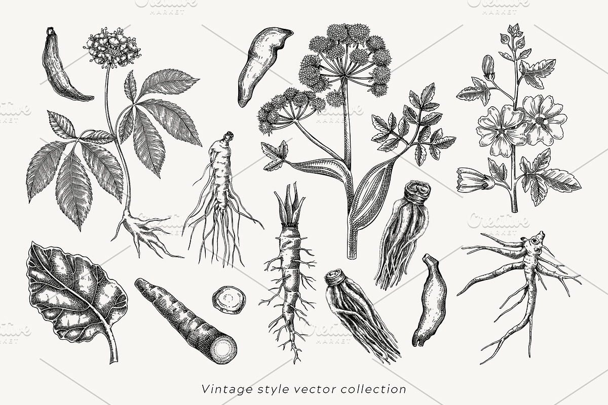Medicinal Roots Illustrations Set, a Healthcare Illustration by Yevheniia (Photo 4 of 12)