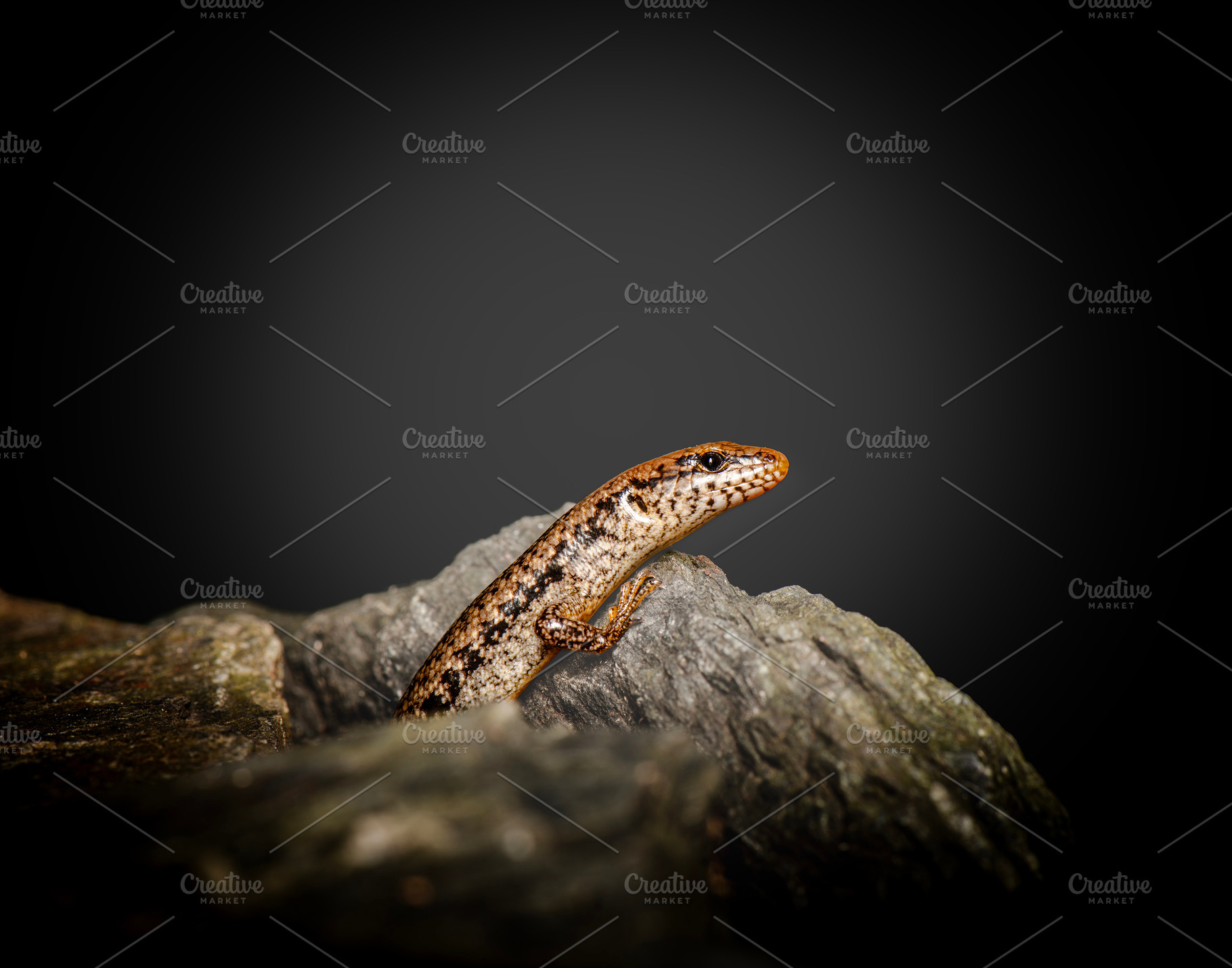 Southern Bar-sided Skink, an Animal Photo by Rob D Animal Photography