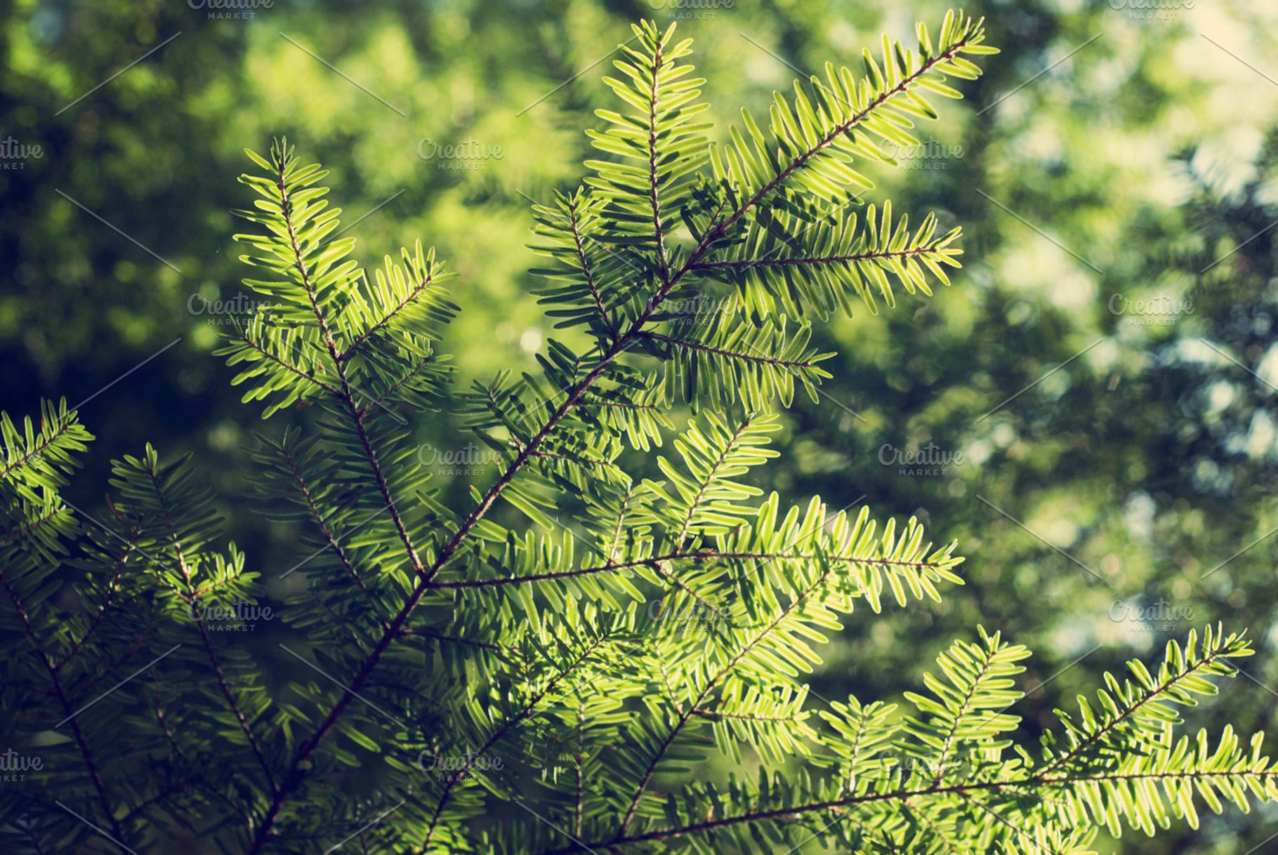 Green Trees Containing Trees Pine And Green