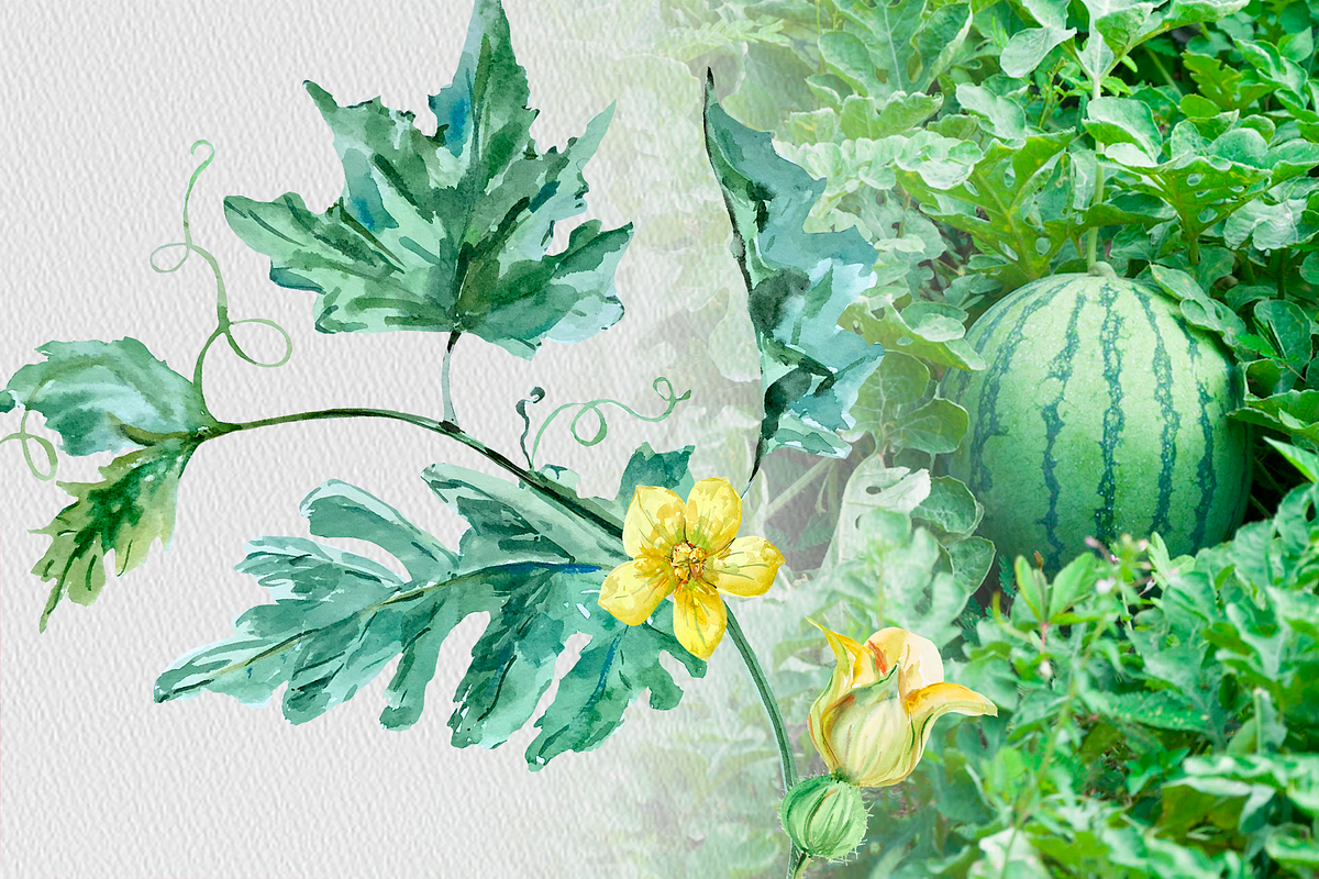 Watermelon Life Cycle Poster/Clipart, an Education Illustration by Tati Bordiu (Photo 3 of 5)