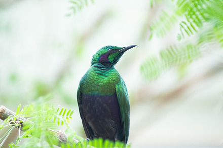 Emerald Starling, an Animal Photo by marybethjones