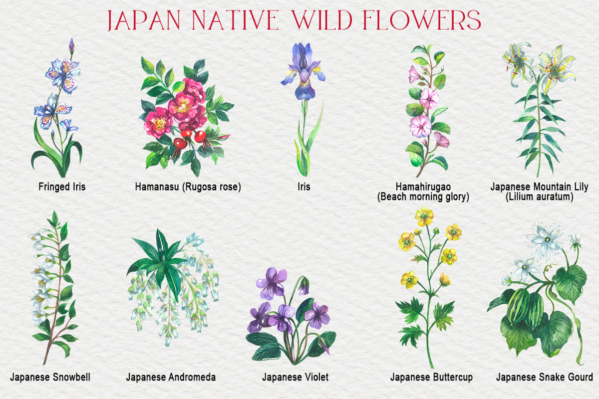 Japan native wild flowers watercolor, a Decorative Illustration by FITALARTSNEDIGI (Photo 3 of 8)