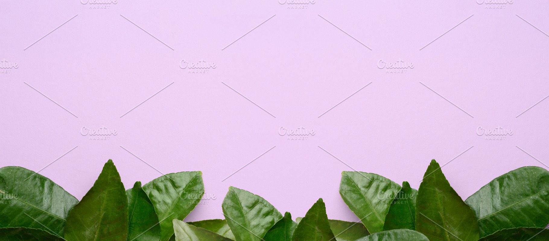 Green mandarin leaves on purple background, top view, a Background Photo by ndanko