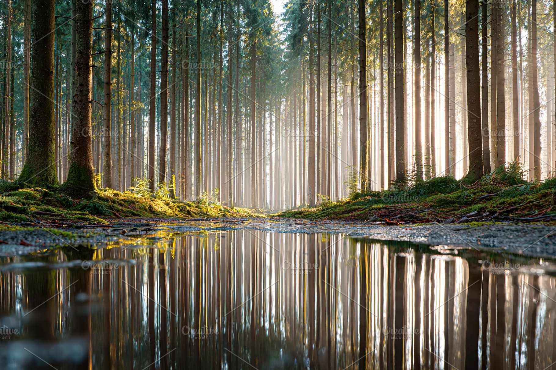 Sunlight illuminating a serene forest landscape with a calm reflection in water, a Photo by AlyaAnd