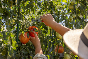Hands harvesting red garden tomatoes, a Photo by Grafvision photography