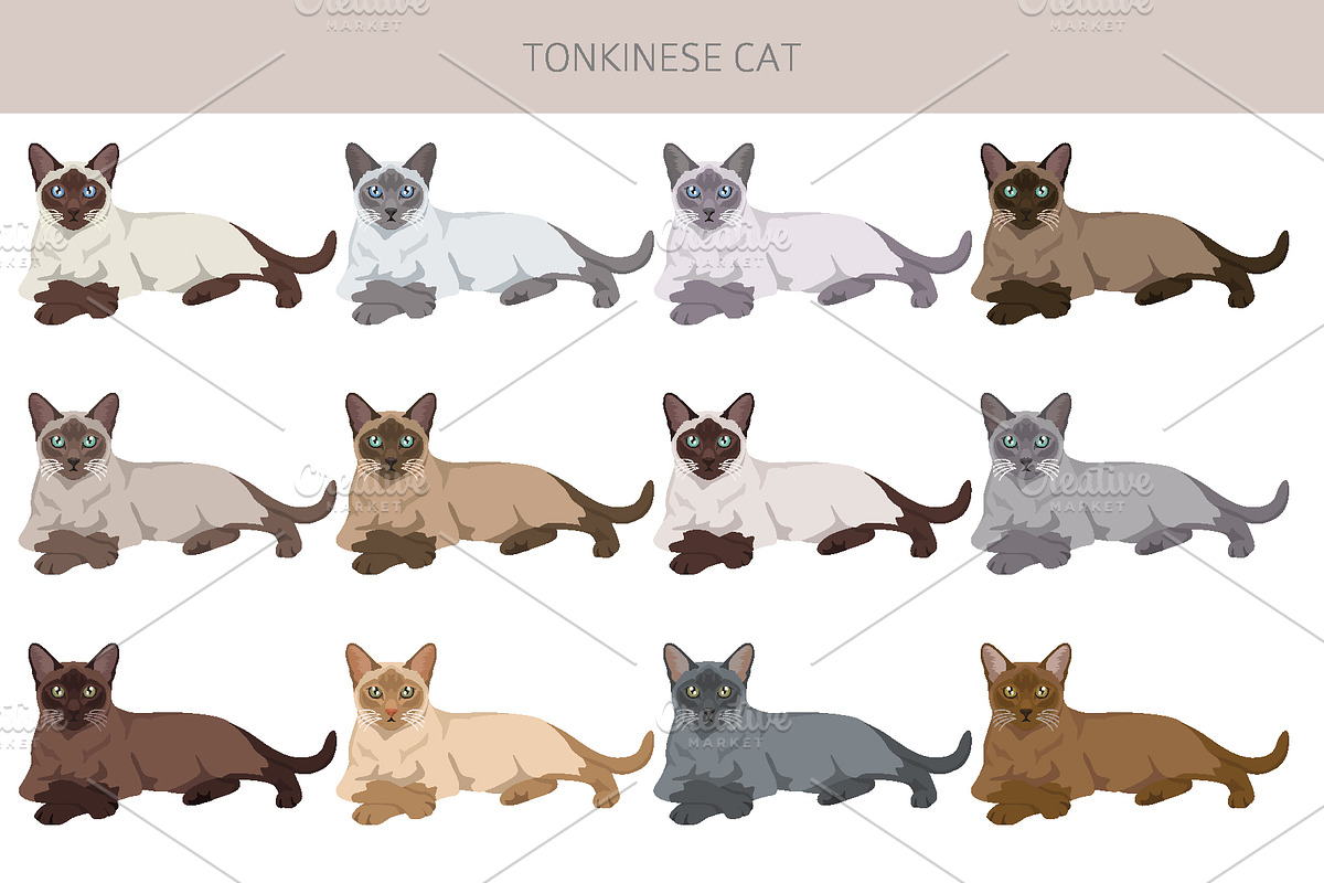 Tonkinese cat clip art, an Animal Illustration by pet design shop (Photo 3 of 5)