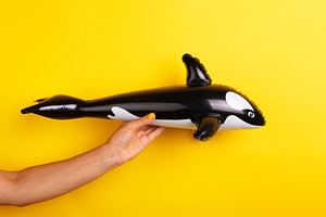 Hand with yellow nails holding a black and white inflatable whal, an Animal Photo by Ales Munt