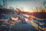 15- Reindeer PNG Overlays - VOL II, an Object Graphic by DareToDream (Thumbnail 3 of 5)