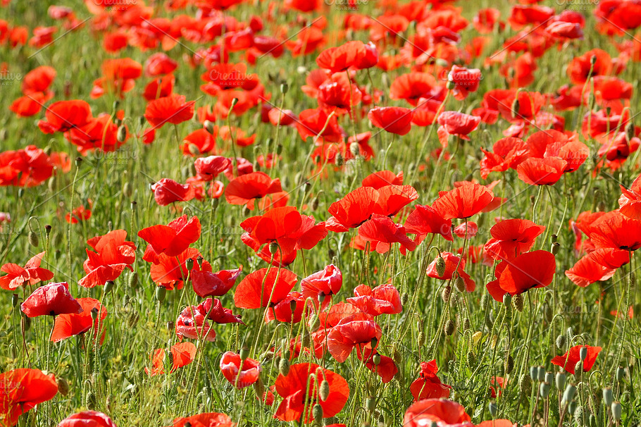 Red Poppies Featuring Bright Field And Floral