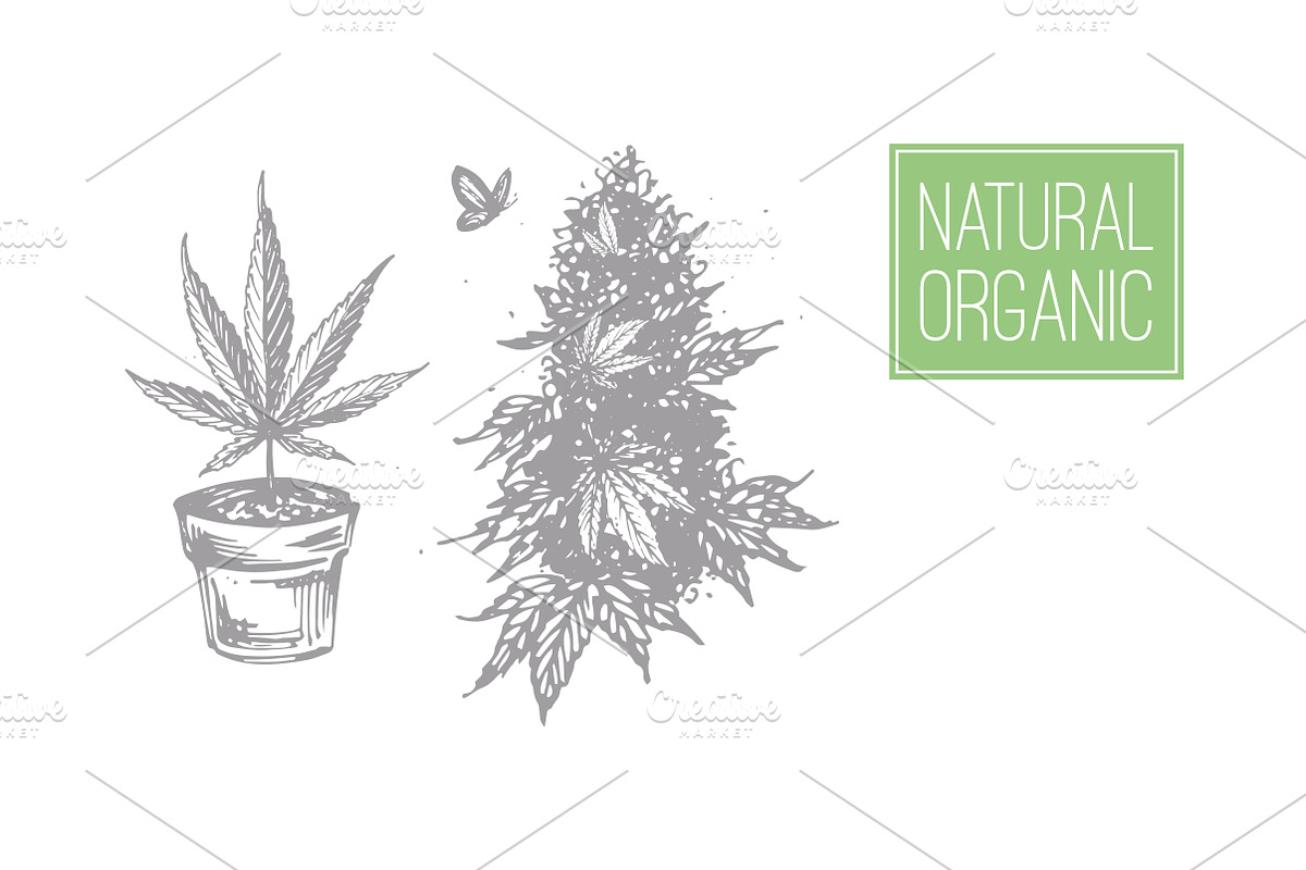 Weed. Stoner gadgets & accessories, a Healthcare Illustration by Margo Miller (Photo 19 of 45)