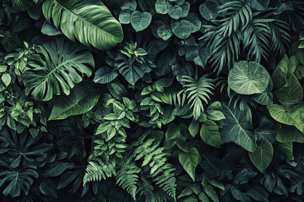 Lush green foliage displaying a vari, a Photo by Tanuart