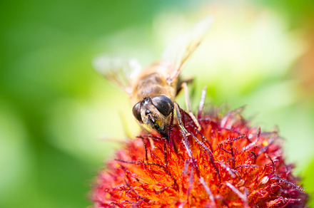 Eristalis tenax is a hoverfly, also, an Animal Photo by AlexBush