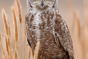 Owl in its natural habitat, an Animal Photo by Virgo Studio