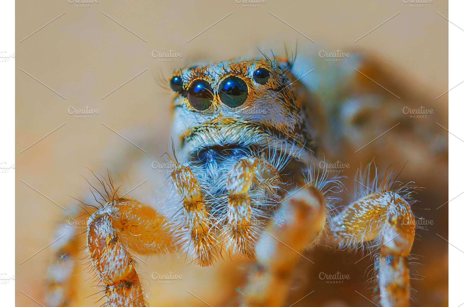 Jumping spider portrait - Yllenus, an Animal Photo by Lukas Jonaitis SHOP