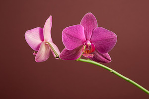 Phalaenopsis orchid flowers stock photo containing orchid and flowers