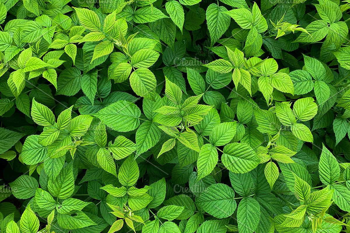 Green Natural Leaves Texture, a Photo by VetalStock (Photo 3 of 8)