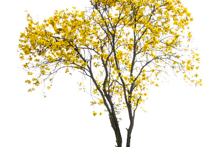 Golden Tree, Yellow Flowers Tree.