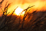 Cropfield sunset Bundle, a Nature Photo by Photo shack (Thumbnail 1 of 6)