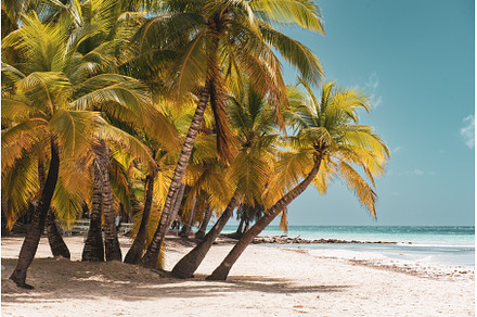 Tropical Caribbean beach, Dominican