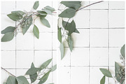 Eucalyptus Stock Photography Bundle, a Print Template by Smitten Photo & Design (Thumbnail 7 of 8)