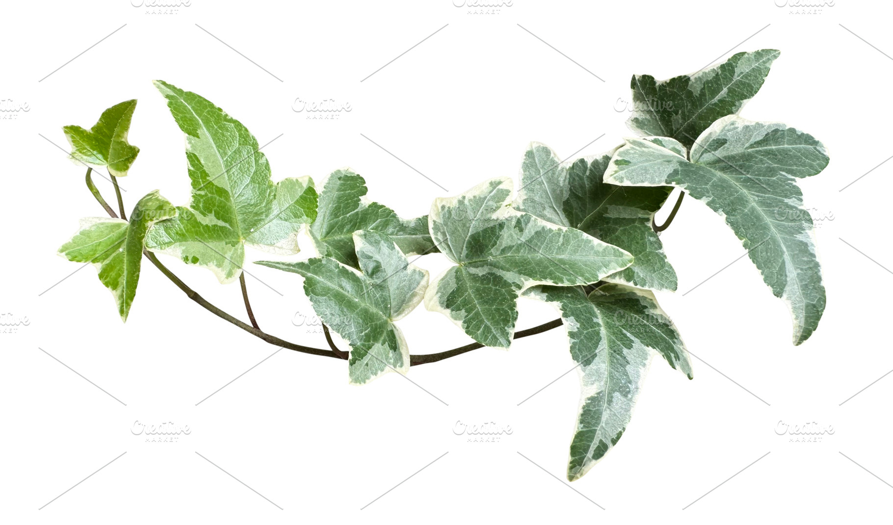 English ivy plants, a Nature Photo by ArtBackground