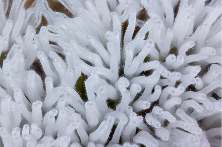 Coral slime mold - Ceratiomyxa, a Nature Photo by Lukas Jonaitis SHOP