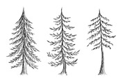 Hand Drawn Pine Trees, an Illustration by Dene Studios (Thumbnail 4 of 6)