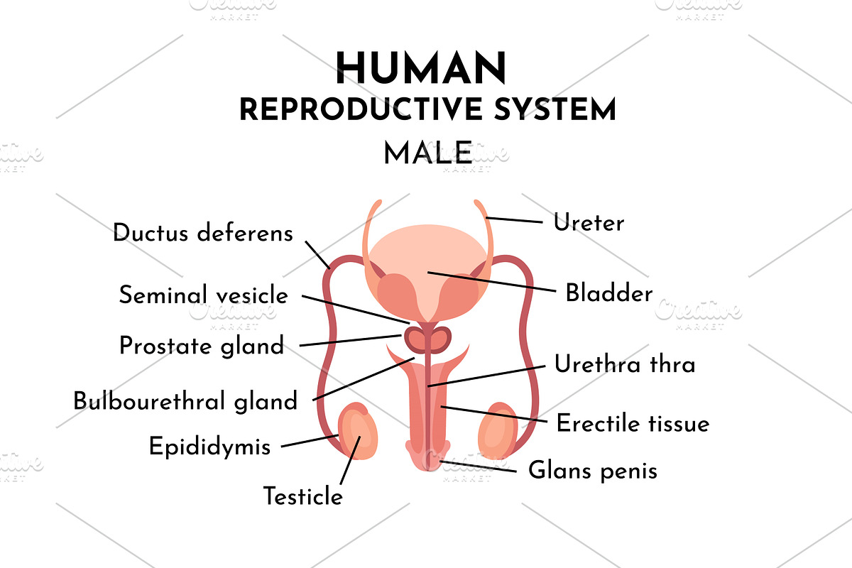 Male reproduction system, an Object Illustration by Things for designers