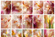 Dreamy Floral Blurred Backgrounds, a Background Graphic by Altea Design Studio (Thumbnail 16 of 16)