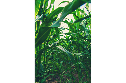 Field corn grows in the field, a Nature Photo by yanadjana