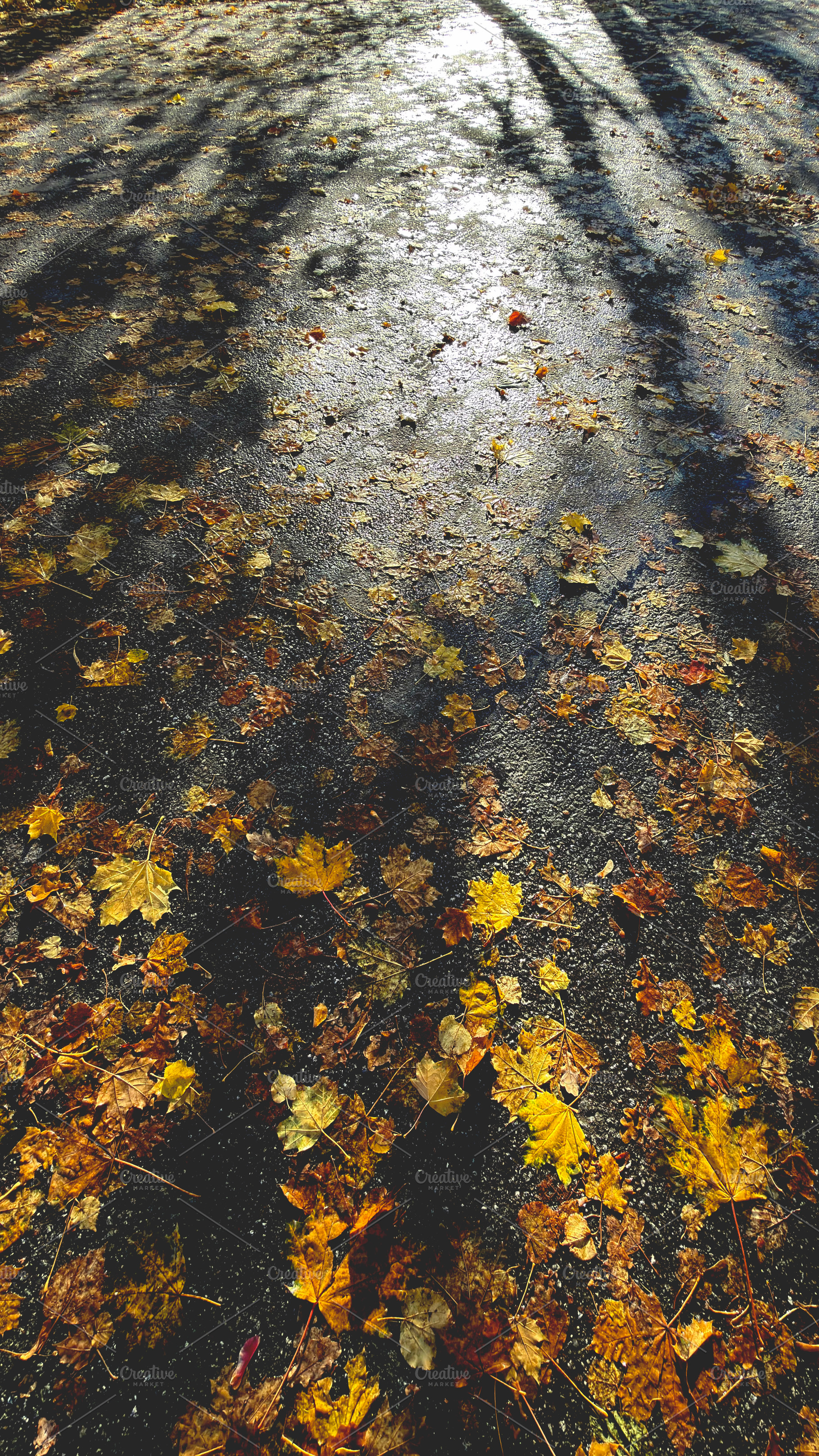 A pathway covered with fallen autumn leaves, showcasing vibrant yellow and oran, an Industrial Photo by Textures & Backgrounds